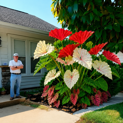 Beautiful Courtyard Foliage Plant: Caladium（500 Caladium Seeds）