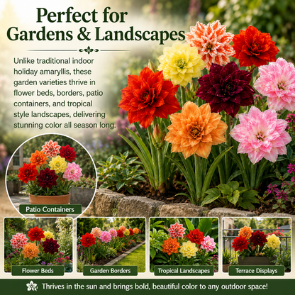 Hippeastrum Seeds - Giant AmaryllisBlooms
