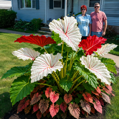 Beautiful Courtyard Foliage Plant: Caladium（500 Caladium Seeds）