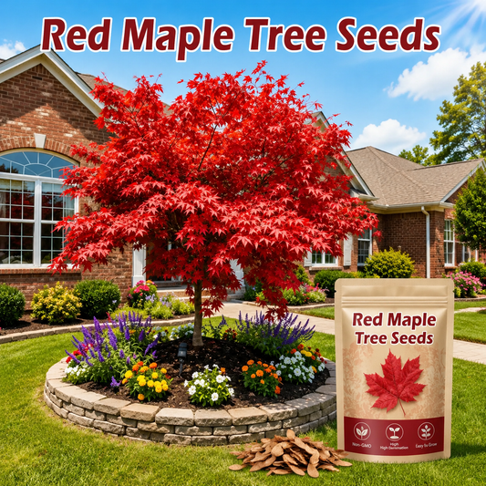 100 beautiful red maple seeds