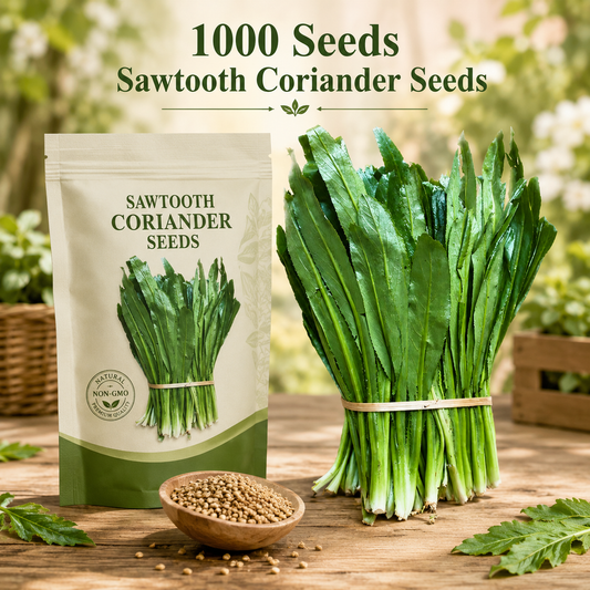 1000+ Culantro Seeds