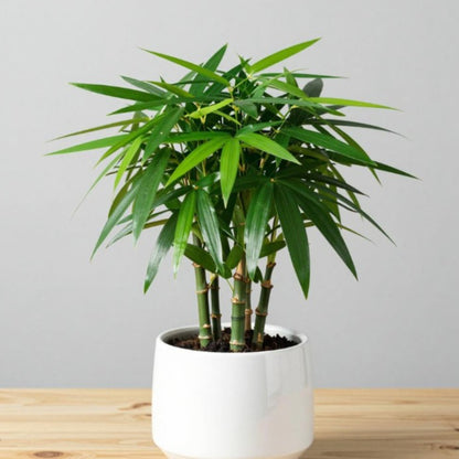 500 Lucky Podocarpus Seeds:Air-Purifying, Wealth-Attracting, and Fortune-Enhancing Bamboo