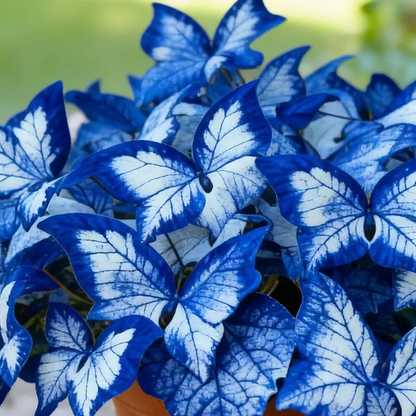 500 Moonlight Butterfly Seeds — Garden Flowers
