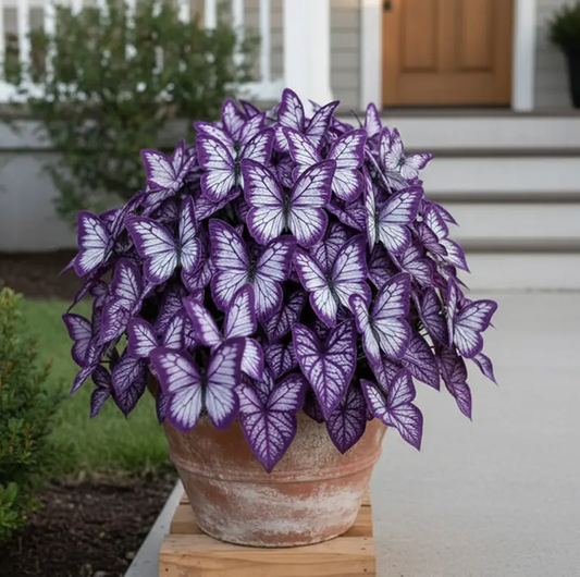 500 Moonlight Butterfly Seeds — Garden Flowers